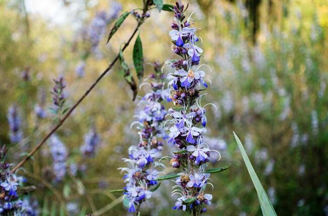 What is Chasteberry and what can it do?